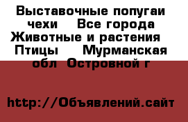 Выставочные попугаи чехи  - Все города Животные и растения » Птицы   . Мурманская обл.,Островной г.